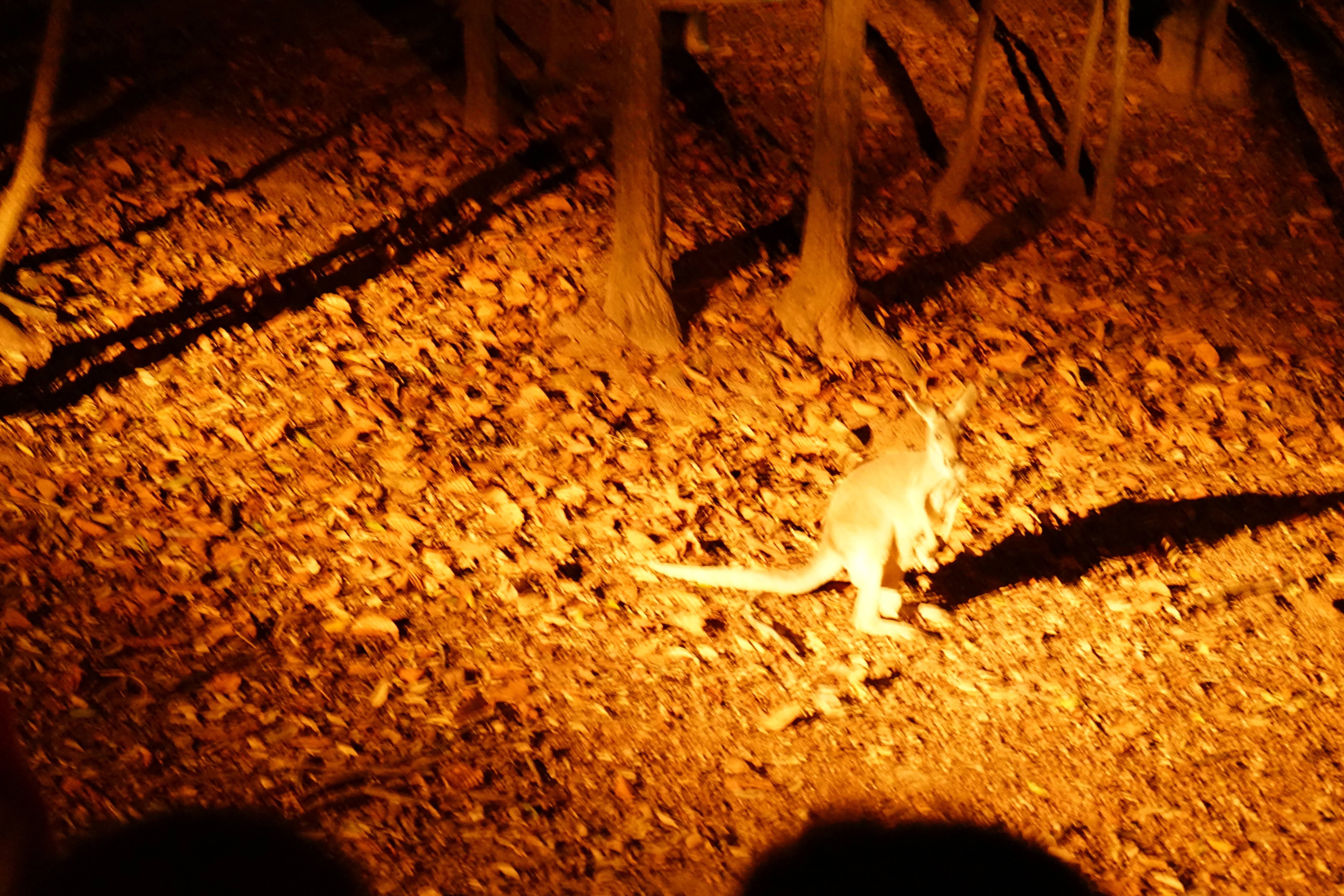 夜间动物园的袋鼠